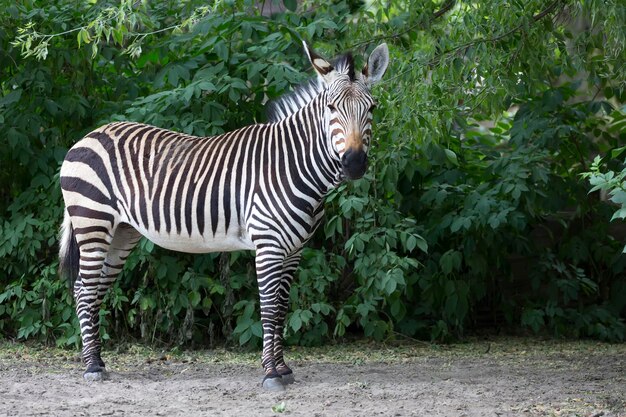 Zebra in the clearing