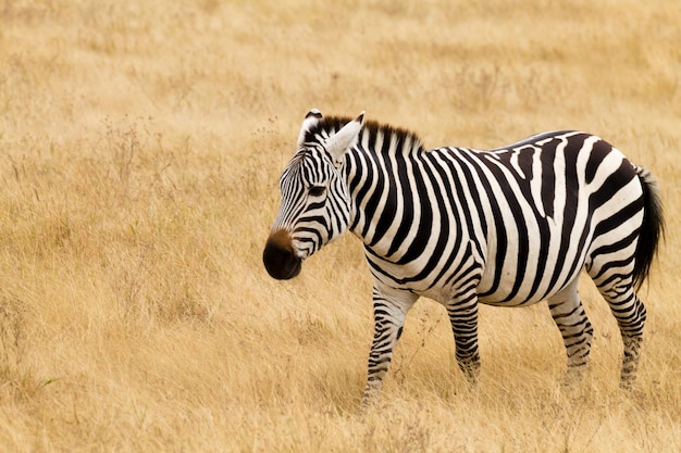 Zebra close up Ngorongoro Conservation Area crater Tanzania