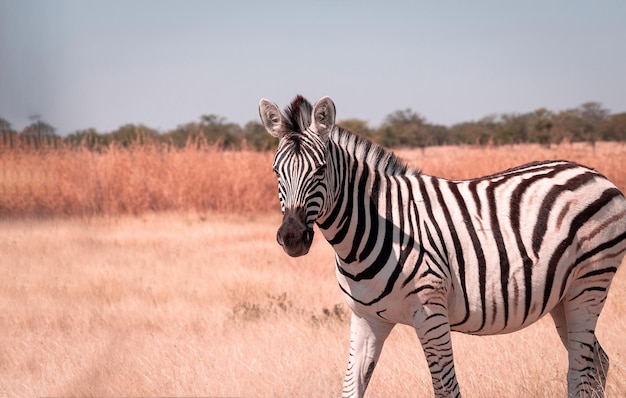 Zebra close-up portret Afrikaanse vlaktes zebra op het droge gele savannegras