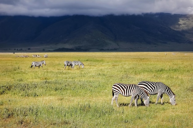 Zebra in the crater of Ngorongoro Africa Tanzania