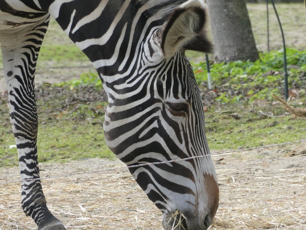 Foto zebra che attraversa un campo