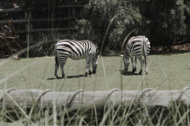 Foto zebra che attraversa un campo