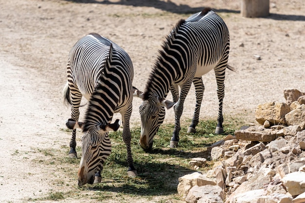 動物園 で ゼブラ が 交差 し て いる