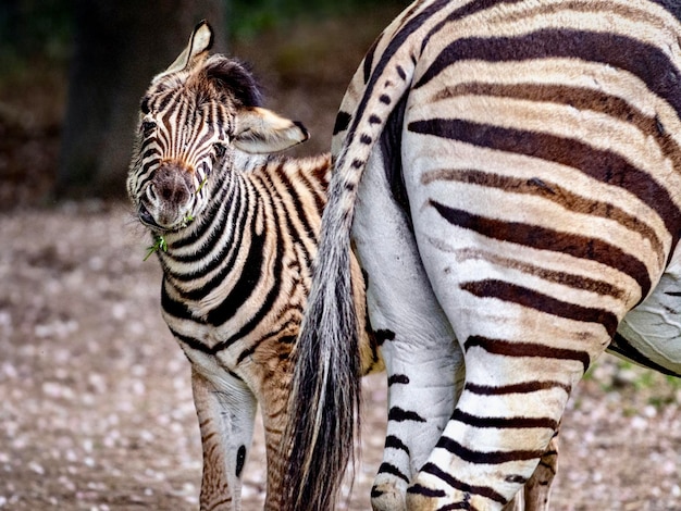 Foto il cucciolo di zebra sorride.