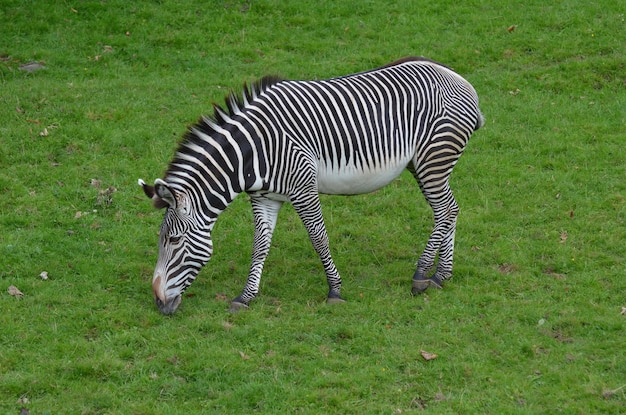 Zebra die gras eet in een met gras begroeide prairie.