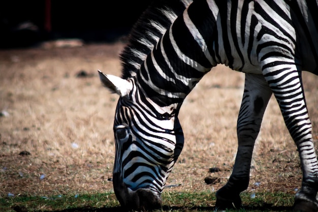 Zebra die op het veld staat - zebra isola brioni croazia