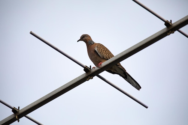 Zebra Dove bird Geopelia striata catch in nature with roof house Television