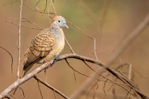 Zebra dove on a branch on nature scene. animal. birds.