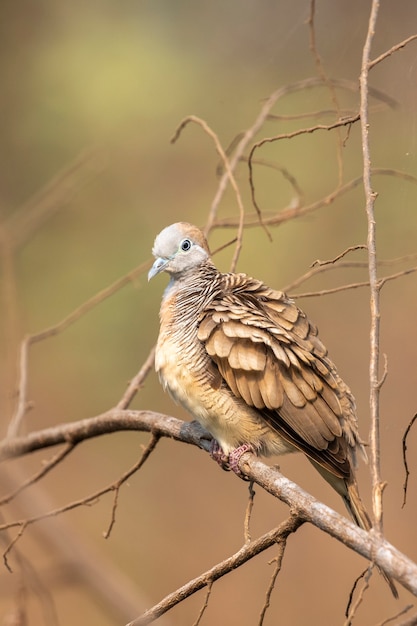 Zebra dove on a branch on nature scene. animal. birds.