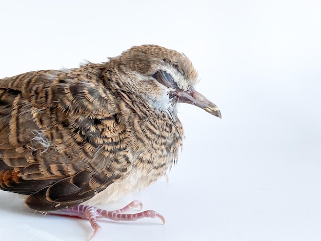 写真 白い背景の上のゼブラ鳩