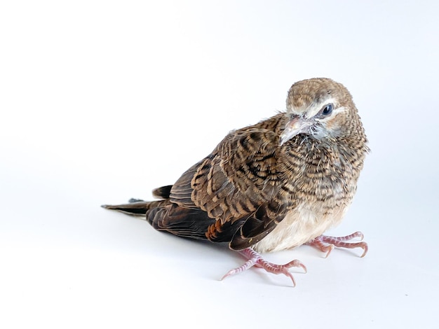 Zebra Dove on the white background