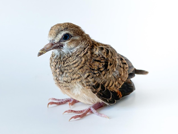 Photo zebra dove on the white background