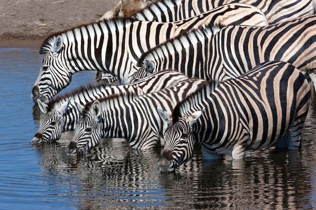 Zebra drinken bij een waterpoel Namibië Afrika