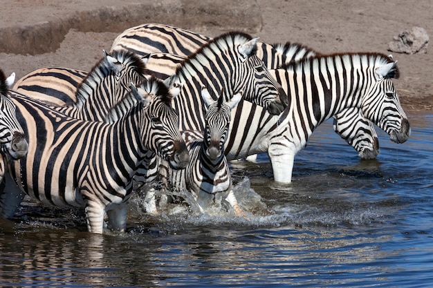 Zebra drinking at a waterhole Namibia Africa