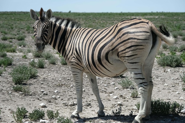 Foto zebra che beve in un pozzo d'acqua namibia africa