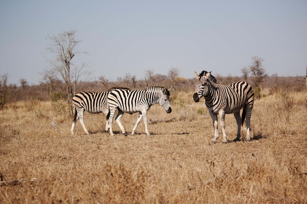 zebra drinkt bij een waterput namibië afrika