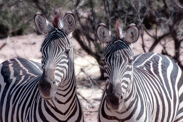 Zebra Duo op Alert