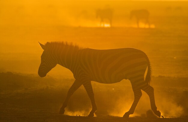 Zebra in the dust against the setting sun. kenya. tanzania. national park. serengeti. maasai mara