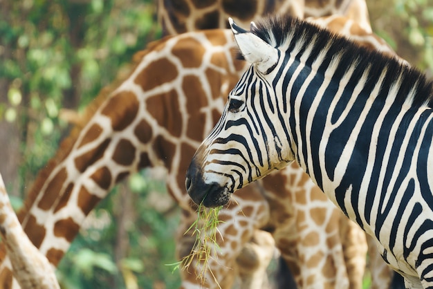 Photo zebra eating grass