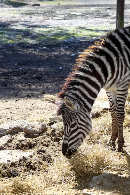 Zebra eet profielhals en hoofdzijde