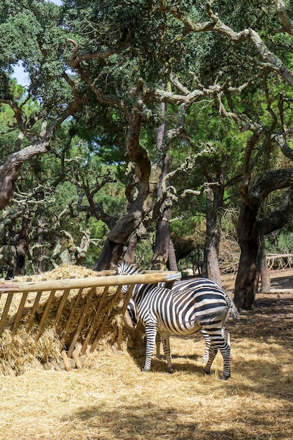 Zebra eet uit de trog met hooi
