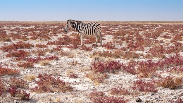 Zebra nel parco nazionale di etosha in namibia.