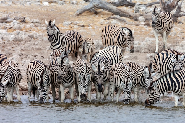 얼룩말 Etosha 국립 공원 나미비아