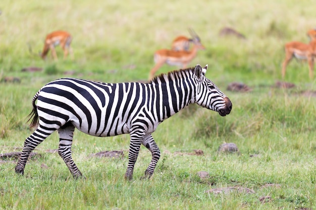 Una famiglia zebra pascola nella savana in prossimità di altri animali