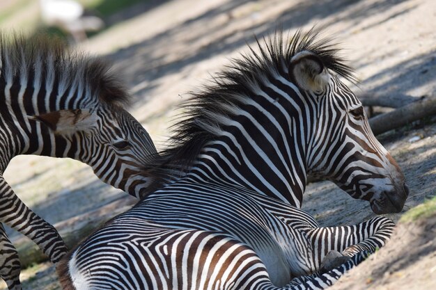 Foto famiglia delle zebre