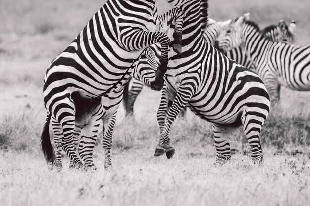 Foto zebra che combatte sul campo