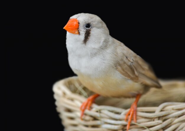 Foto zebra finch uccello in natura