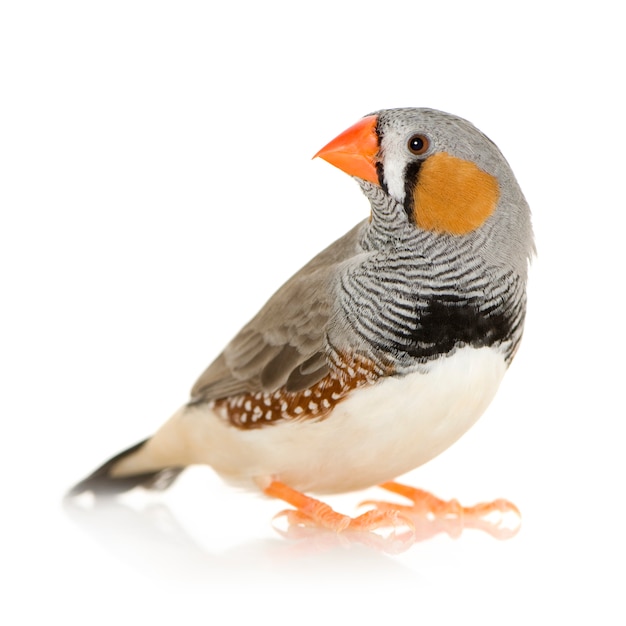 Zebra Finch in front on a white isolated