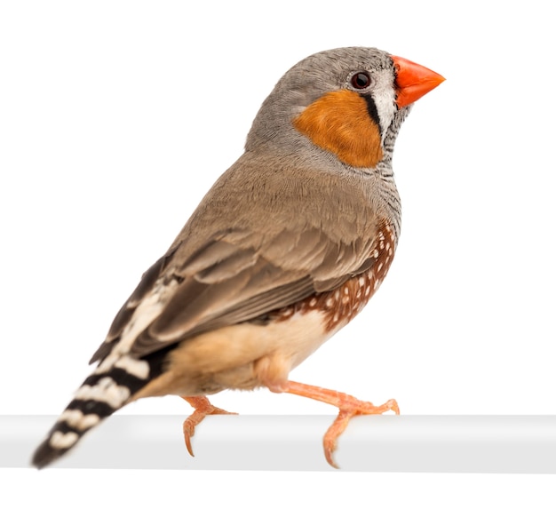 Zebra Finch, Taeniopygia guttata, against white background