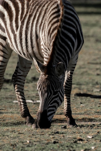 Zebra fotografeert het wildsafari van Afrika met mooi licht en niet zo felle kleuren beeldende kunst