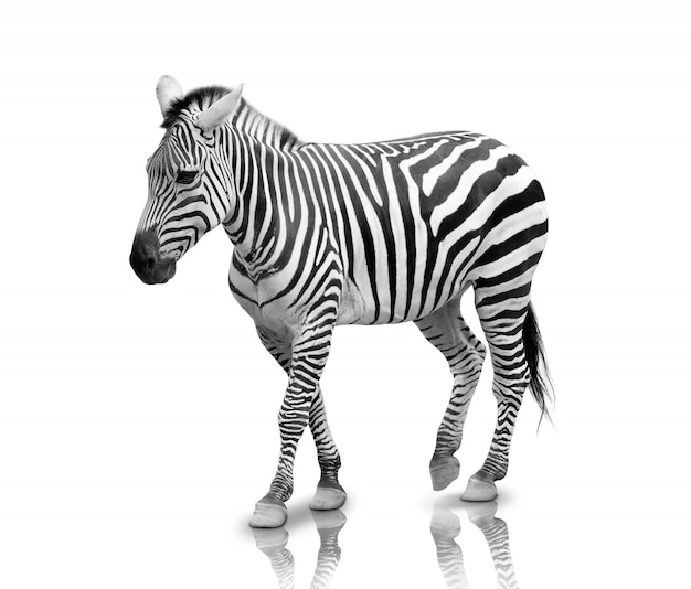 Zebra geïsoleerd geïsoleerd