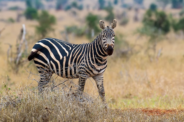 Zebra on grassland in Africa, National park of Kenya