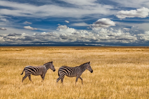 ケニアのアフリカ国立公園の草原のシマウマ