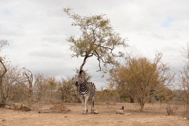 Zebra grazen in een veld. Nationaal park Kruger, Zuid-Afrika