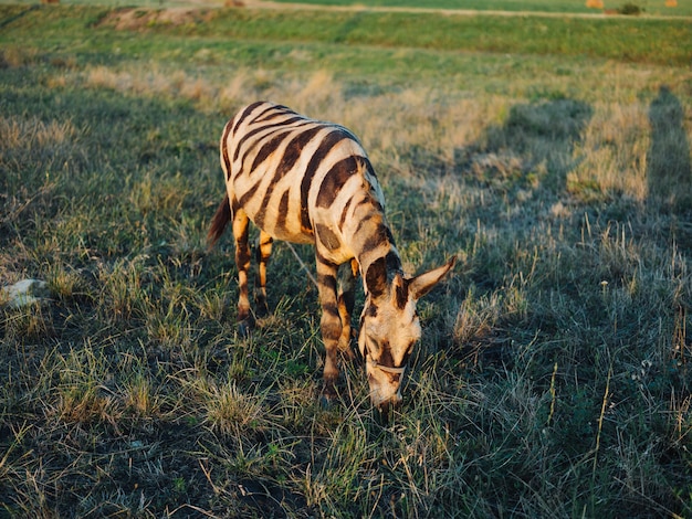 Zebra pascola nel prato mangiando erba safari park animal africa