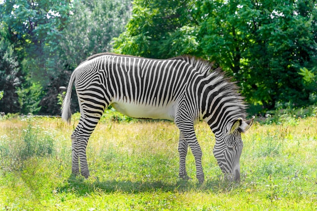 Zebra grazes in the meadow Wild animal in nature