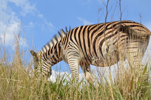 Zebra grazing on field against sky