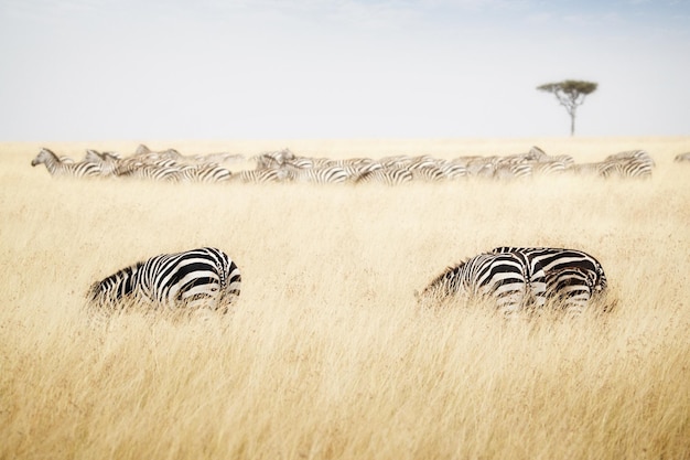 Zebra grazing on grass in Kenya Africa