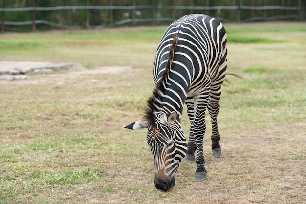 Zebra che pasce sui prati nel parco safari