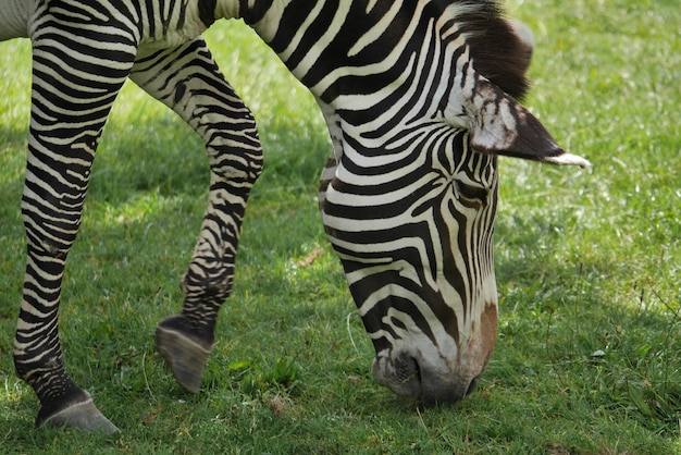 Foto zebre che pascolano principalmente la testa e il collo