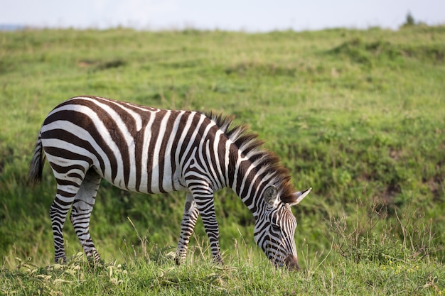 A zebra in the green landscape of a national park in Kenya