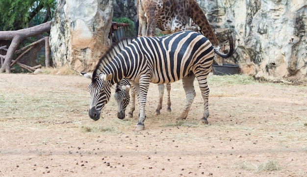 タイのオープン動物園で緑豊かな公園でシマウマ