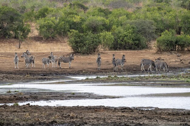 Premium Photo | Zebra group drinking at the pool in kruger park south