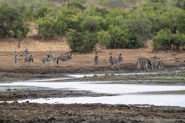 南アフリカのクルーガーパークのプールで飲むシマウマのグループ