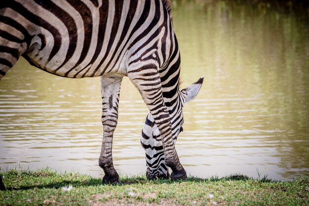 Zebra head eating grass on the ground