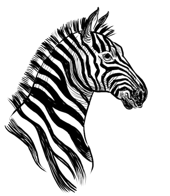 Голова зебры Черно-белая иллюстрация, нарисованная вручную